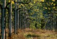 /album/il-territorio/vigneti-vignalta-01-jpg2/